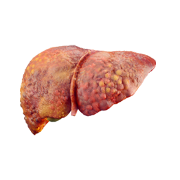 liver v2